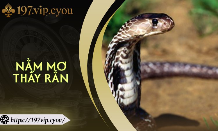 Nằm Mơ Thấy Rắn